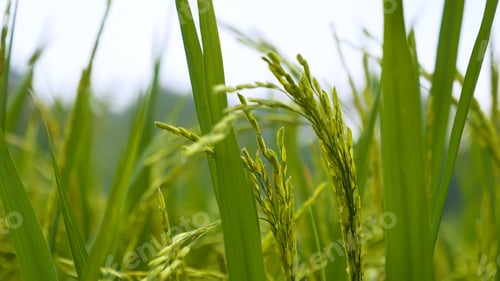 Preview: Rice Field Green agriculture ecosystem Asian rice paddy field Vietnam green farm. Harvest agricultur