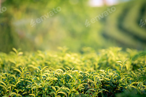 Preview: Green tea tree leaves camellia sinensis in organic farm sunlight. Fresh young tender bud herbal farm