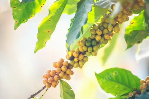 Preview: Yellow coffee bean berry plant fresh seed coffee tree growth in Yellow Bourbon eco organic farm. Clo