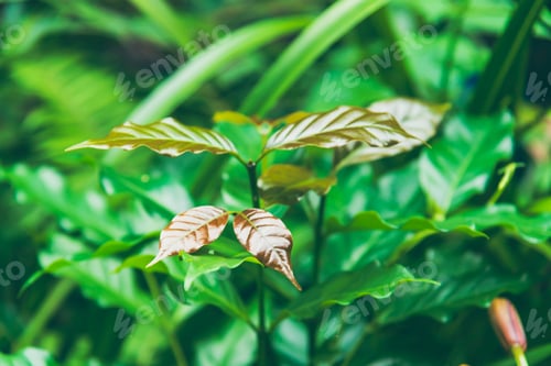 Preview: Agriculture Green coffee tree growing berry bean plant. Coffee tree farm growth in eco organic garde