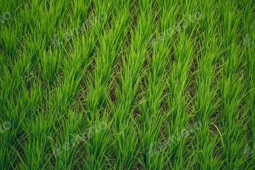 Preview: Rice Field Green agriculture ecosystem Asian rice paddy field Vietnam green farm. Harvest agricultur