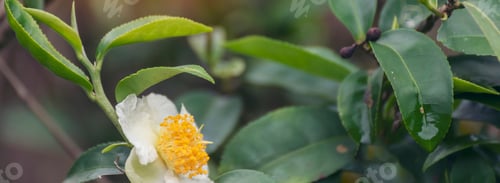 Preview: Banner Green tea tree Flower fresh leaves in eco herbal farm. Tree tea plantations morning sun light