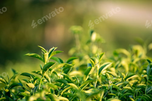 Preview: Green tea tree leaves camellia sinensis in organic farm sunlight. Fresh young tender bud herbal farm