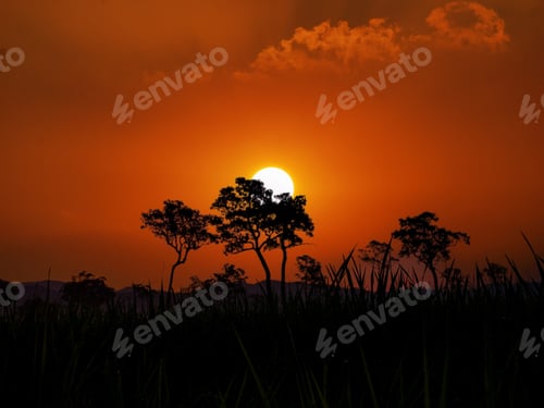Preview: Sunbeam shining through tree sunny ray lens flare beautiful sunlight amazing landscape beauty in nat