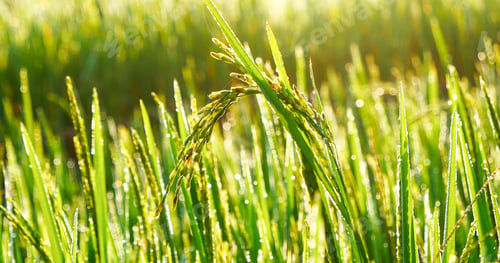 Preview: Rice Field Green agriculture ecosystem Asian rice paddy field Vietnam green farm. Harvest agricultur