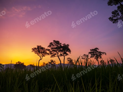 Preview: Purple sunrise sky tropical tree field in sunny morning. Silhouette tree pink purple dawn sky in spr