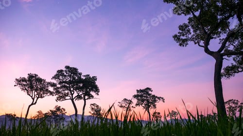 Preview: Purple sunrise sky tropical tree field in sunny morning. Silhouette tree pink purple dawn sky in spr