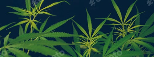 Preview: Banner Green weed Marijuana tree cannabis plant narcotic herbal in CBC greenhouse. Panorama Hemp lea