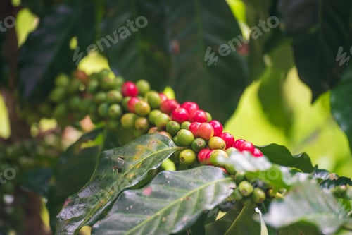 Preview: Coffee tree red green bean coffee bean green leaf bush. Red seed coffee bean green leaf robusta arab