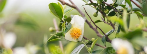 Preview: Banner Green tea tree Flower fresh leaves in eco herbal farm. Tree tea plantations morning sun light