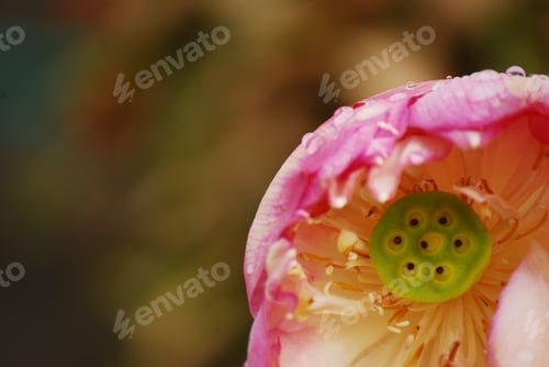 Preview: Pink Lotus flowers, Waterlily