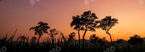 Preview: Banner Sunbeam shining through tree sunny ray lens flare sunlight amazing landscape beauty in nature