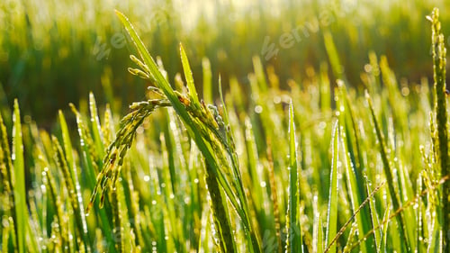 Preview: Rice Field Green agriculture ecosystem Asian rice paddy field Vietnam green farm. Harvest agricultur