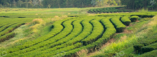 Preview: Banner Green tea tree leaves field young tender bud herbal Green tea tree in camellia sinensis organ
