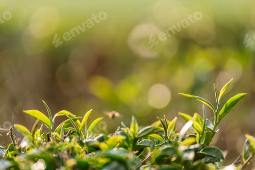 Preview: Green tea tree leaves camellia sinensis in organic farm sunlight. Fresh young tender bud herbal farm