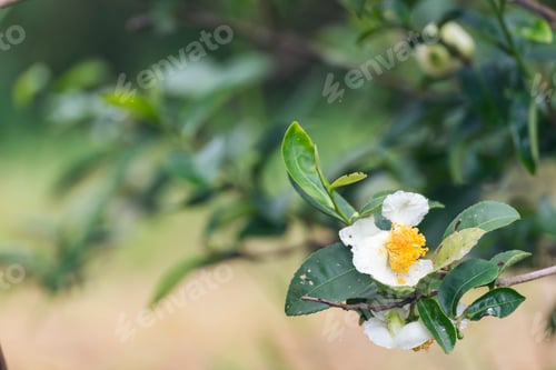 Preview: Green tea tree Flower fresh leaves in eco herbal farm. Tree tea plantations in morning sun light. Fr