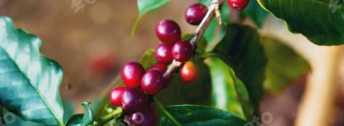 Preview: Banner hands harvest red seed in basket robusta arabica plant farm. Coffee plant farm Close up woman