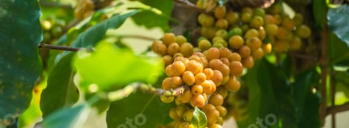 Preview: Banner Man Hands harvest Yellow Bourbon coffee bean ripe berries plant fresh seed coffee tree growth