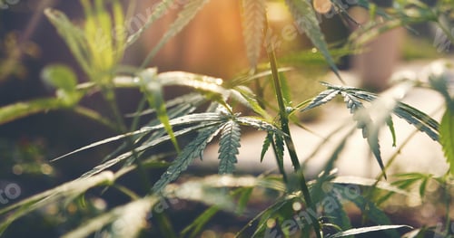 Preview: Green Marijuana tree cannabis plant narcotic herbal in greenhouse. Hemp leaf made cannabis crude oil
