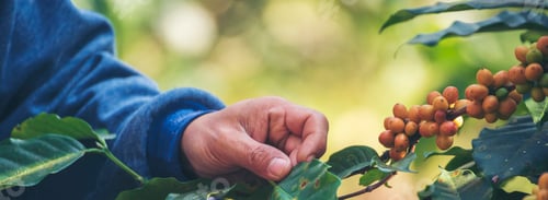 Preview: Banner Man Hands harvest Yellow Bourbon coffee bean ripe berries plant fresh seed coffee tree growth
