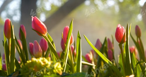 Preview: Pink tulip flower blossom botanical garden beautiful petal floral green park. Pink blooming amazing