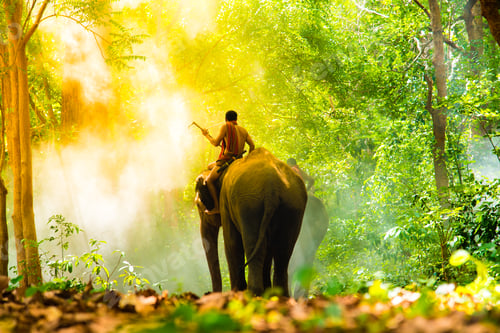 Preview: Elephant relation between man and animal.