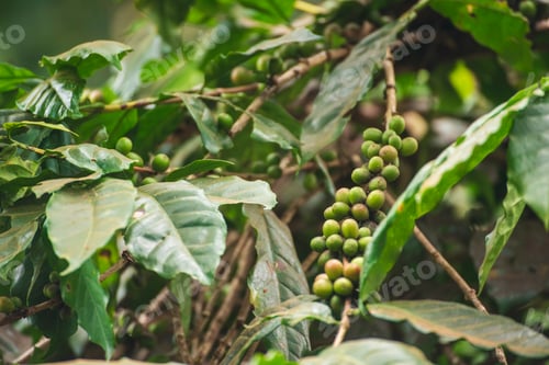 Preview: Green coffee bean berry plant with sunlight. Fresh raw seed coffee tree growth in eco organic farm m