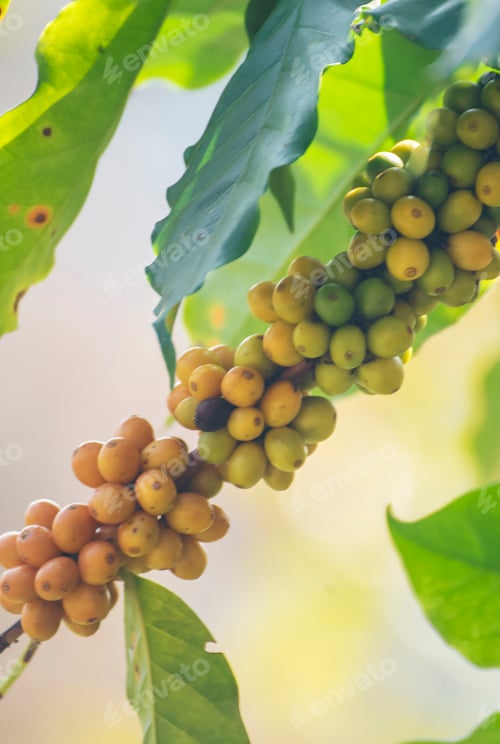 Preview: Vertical Man Hands harvest coffee bean ripe yellow berries plant fresh seed coffee tree green eco or