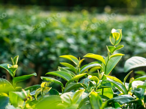 Preview: Green tea tree leaves field young tender bud herbal Green tea tree in camellia sinensis organic farm