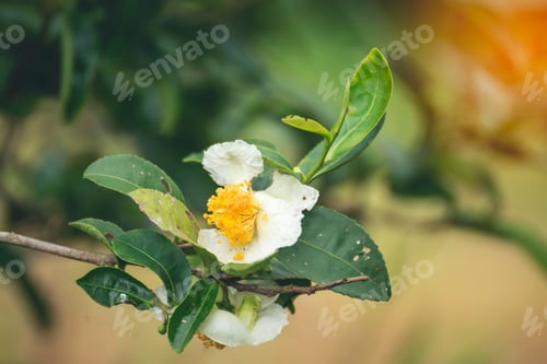 Preview: Green tea tree Flower fresh leaves in eco herbal farm. Tree tea plantations in morning sun light. Fr
