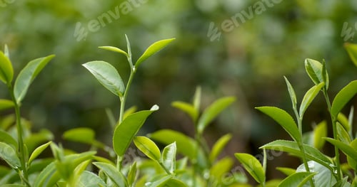 Preview: Green tea tree leaves field young tender bud herbal Green tea tree in camellia sinensis organic farm
