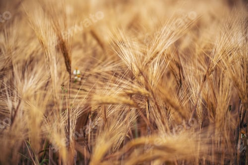 Preview: Golden field pasture farmland. Barley Ripe barleys on evening sunset. cultivated natural farmland