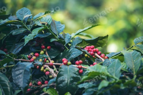 Preview: Ripe Red coffee bean berry plant fresh seed coffee tree growth in green eco organic farm. Close up r
