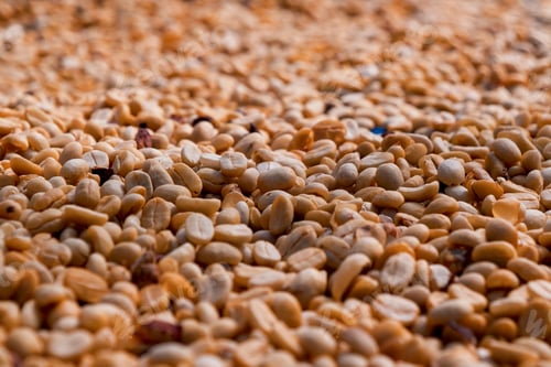Preview: Raw coffee beans heap dry green seed unroasted grain in eco farm. Aroma espresso farm plant coffee b