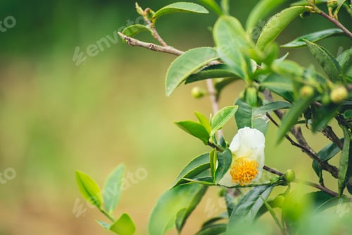 Preview: Green tea tree Flower fresh leaves in eco herbal farm. Tree tea plantations in morning sun light. Fr