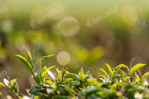 Preview: Green tea tree leaves field young tender bud herbal Green tea tree in camellia sinensis organic farm