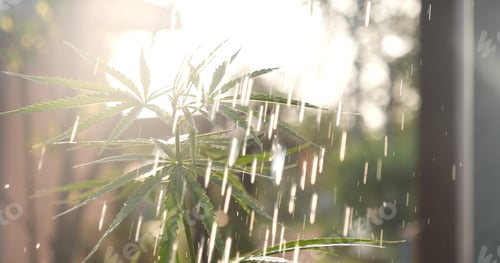 Preview: Watering Green Marijuana tree cannabis plant narcotic herbal in greenhouse. Agriculture planting hem