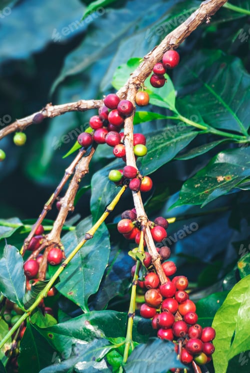 Preview: Vertical Close up hands harvest red seed in basket robusta arabica plant farm. Coffee plant farm wom