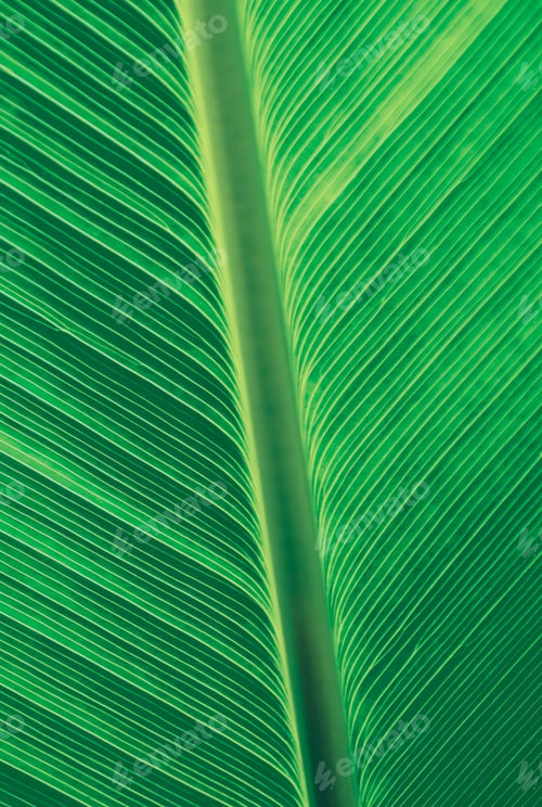 Preview: Vertical Green leaf background textures ecology garden on tropical rain forest jungle banana leaves