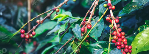 Preview: Banner coffee plant farm woman Hands harvest raw coffee beans. Panorama Ripe Red berries plant fresh