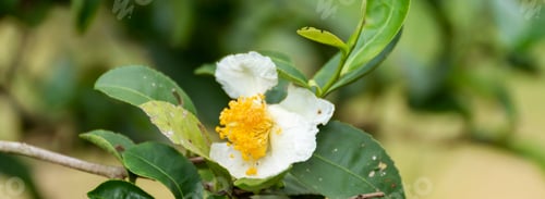 Preview: Banner Green tea tree Flower fresh leaves in eco herbal farm. Tree tea plantations morning sun light