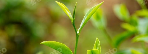 Preview: Banner Green tea tree leaves camellia sinensis organic farm sunlight. Panorama Fresh young tender bu