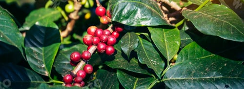 Preview: Banner coffee bean berry plant fresh seed. panoramic Ripe Red coffee tree growth green eco organic f