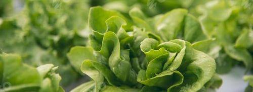 Preview: Banner fresh organic hydroponic vegetable plantation produce green salad hydroponic farm. Panorama G