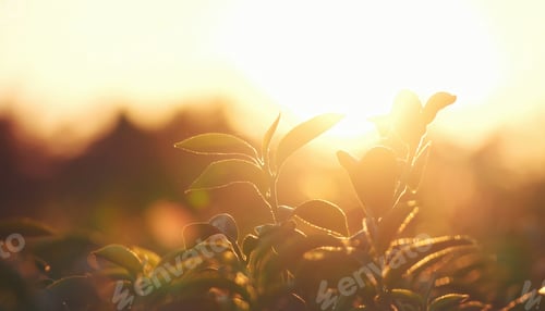 Preview: Green tea tree leaves camellia sinensis in organic farm sunlight. Fresh young tender bud herbal farm