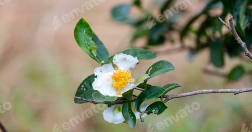 Preview: Green tea tree Flower fresh leaves in eco herbal farm. Tree tea plantations in morning sun light. Fr