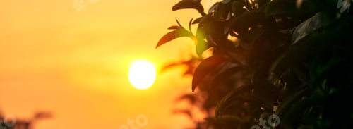 Preview: Banner Green tea tree leaves camellia sinensis organic farm sunlight. Panorama Fresh young tender bu