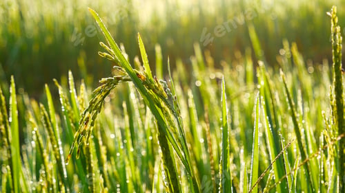 Preview: Rice Field Green agriculture ecosystem Asian rice paddy field Vietnam green farm. Harvest agricultur