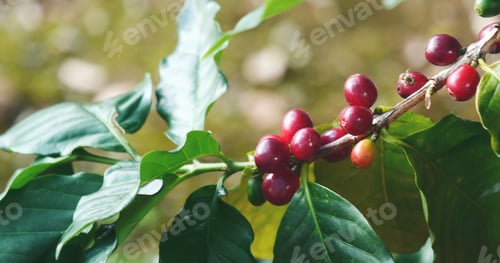 Preview: Red seed coffee bean green leaf robusta arabica berries ripe harvest for coffee farm garden. Fresh