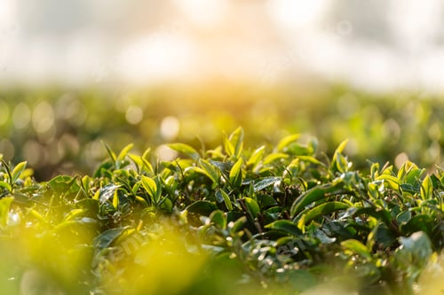Preview: Green tea tree leaves field Fresh young tender bud herbal in farm on summer morning. Sunlight Green